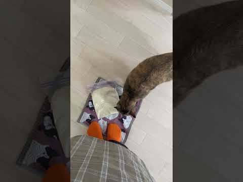 うどんこね大会【本編動画あり】#ネコズ #猫のいる暮らし #猫