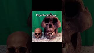 The Gigantopithecus... 🦍🦧🦍 #discovery #prehistoric #explore #learning #fyp #extinct #history