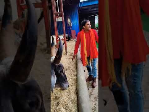 dev Kumar Deva | gau seva | gausala narnaul |