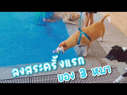 พามะหมาว่ายน้ำ ลงสระว่ายน้ำครั้งแรกในชีวิต dog swim in the pool