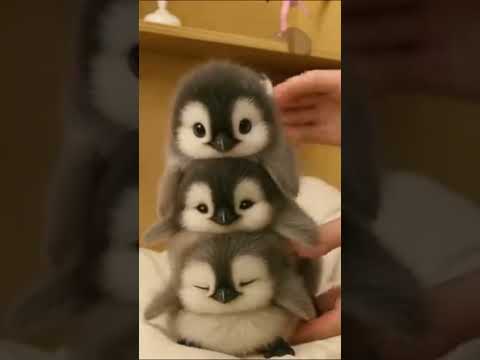 So many that you can play human pyramid. #pet #penguin #babyanimals #fluffy #cuteanimal#pet