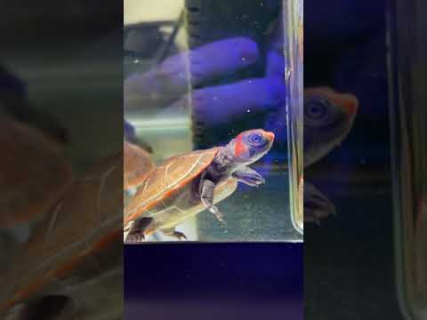 My RARE Baby Amazon River Turtles!! *ENDANGERED* #shorts