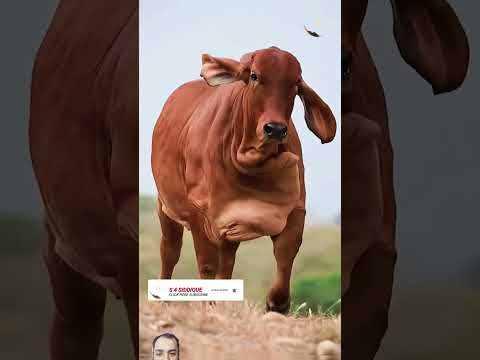 Beautiful#cow #brahmancattle #haiderhaiderrecords #farming #animals #bull #animals #bakramandi