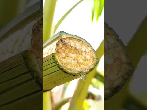 from tuba to coconut vinegar #tuba #coconut #vinegar #buhayprobinsya #youtubeshorts