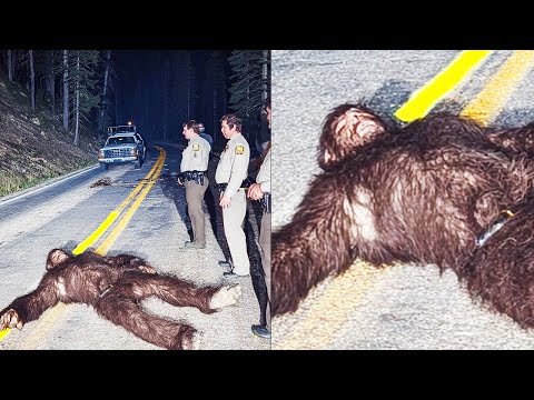 Sasquatch Roadkill Found! Giant Bigfoot Creature Hit By Car At 80 MPH