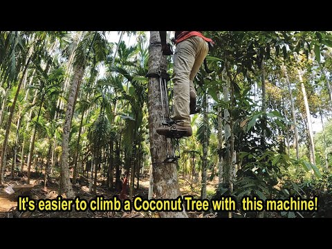 Coconut Climbing Made Easy with this Machine l इस मशीन से कोई भी नारियल के पेड़ पर चढ़ सकता है