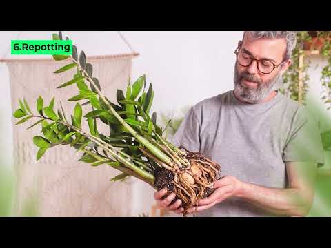 7 Disadvantages Of A ZZ Plant That You Should Know | Leaf Town