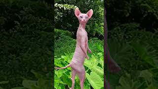770