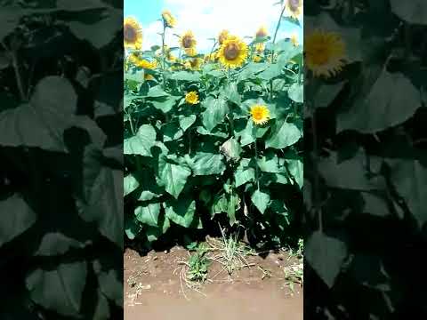 ひまわり畑のひまわり迷路