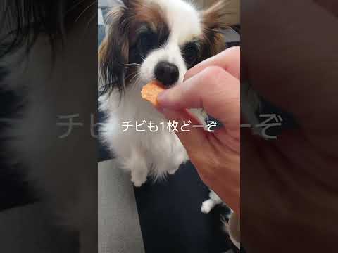 お年玉の中身は？ #犬のおやつ #パピヨン #犬のいる生活