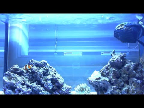 Fluval EVO V Marine