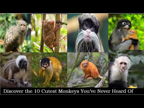 Discover the 10 Cutest Monkeys You’ve Never Heard Of