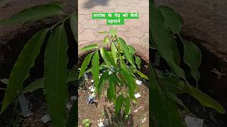 अशोक के पेड़ को ऐसे पहचाने 🌲#short #अशोक #ashoka #ashokatree #plants #aushadhi #आयुर्वेद