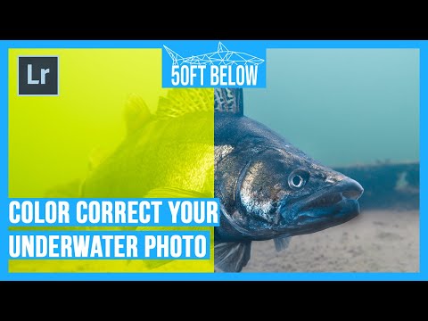 Color Correcting Underwater Photos | Take the Green Out of Your Photo!