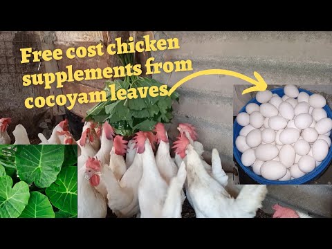 Feeding chickens with cocoyam leaves (Taro)|| Feeding layer's chickens with greens #poultryfarming