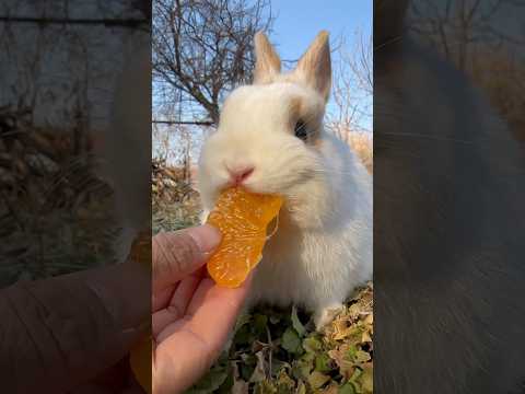 ASMR Bunny Edition: Baby Rabbit vs. Orange! #asmr #sound #trending #cute #shorts #rabbit #animals