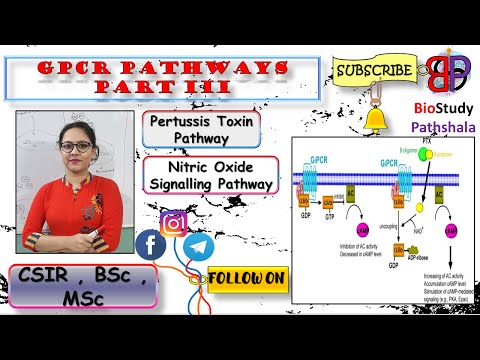 PERTUSSIS TOXIN AND NITRIC OXIDE SIGNALLING PATHWAY || Cell Communication || Life Sciences