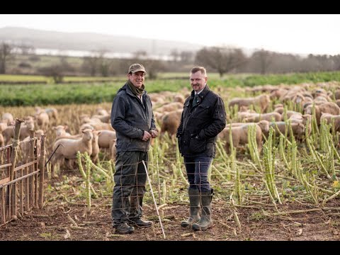 Farms Not Factories | Local Lamb