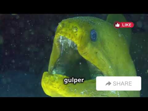 The Deep Sea's Most Bizarre Creatures | Avery Bliss