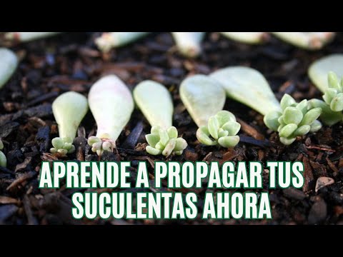 Cómo Propagar tus Suculentas Fácil y Rápido – Propagación por Hoja Paso a Paso