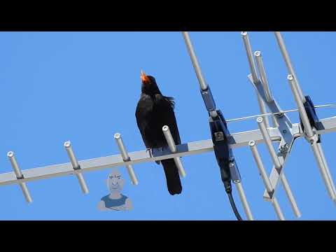2020.11.25 eLTonY  Common Blackbird Turdus merula Turdidae
