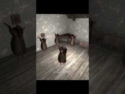 Rats dancing
