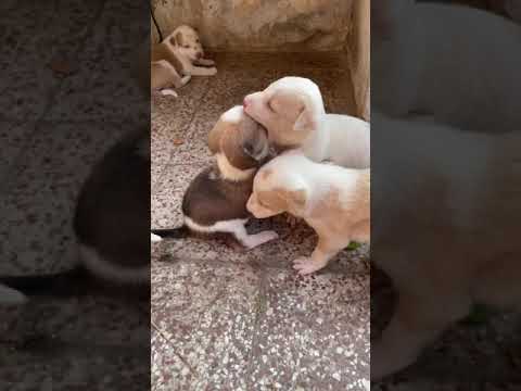 Puppy Playing