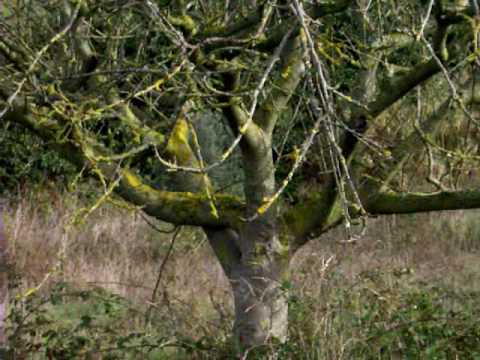 Severe Pruning on Two Neglected Apple Trees