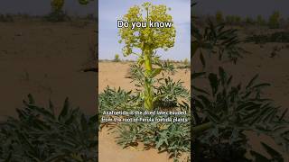 Asafoetida
