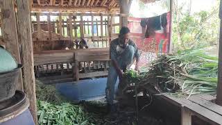 How to Prepare the Best Feed for Your Goats _FarmersLife _Shorts
