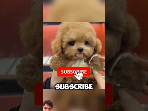 so cute dog and big 😀😀😀 #sad #dog #puppy #shortvideo #shots #youtubeshorts #shorts