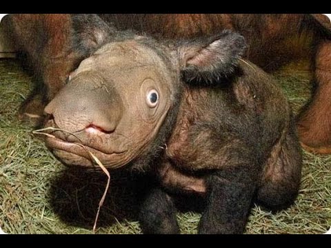 Australian Strange Creatures UNSOLVED MYSTERIES  720P