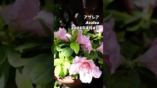 ゆったりと始めるアザレアガーデニング 自然の美しさに包まれて ― Azalea⠀ピンクの花が増えてきた。2025年4月4日