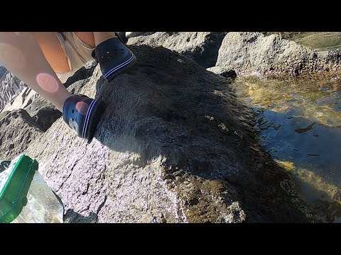 【Vlog】ゆうちゃんと磯遊び｜生き物がいっぱい