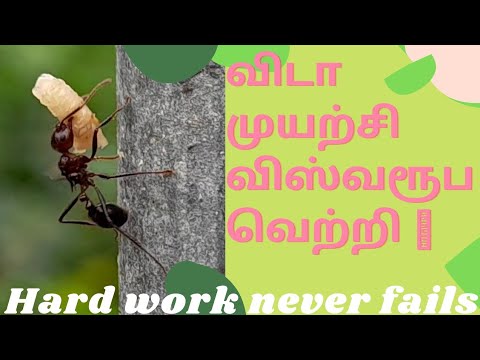 எறும்பின் விடா முயற்சியும் வலிமையும் |Efforts and strength of ANT