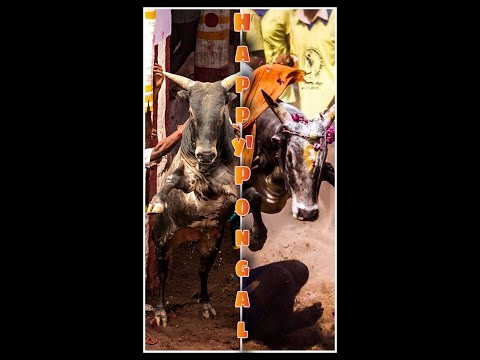 Tamil  Tamilan whatsapp statusFull Screen||jalli kattu mass whatsapp status Full Screen 1080p