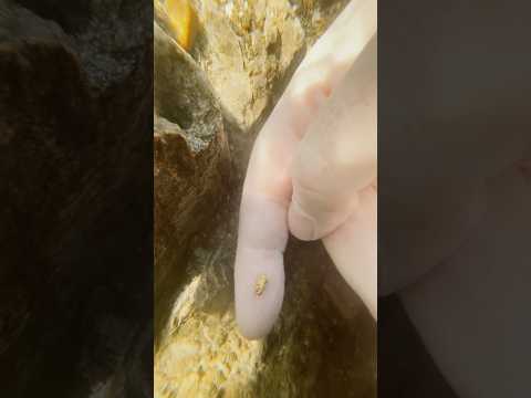 Gold nuggets weighing me down! 🥵 #goldpanning #goldprospecting #goldrush #goldnugget #goldmining