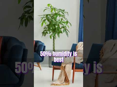 Guiana chestnuts Plant / Money Tree #houseplants #plants #shortvideo