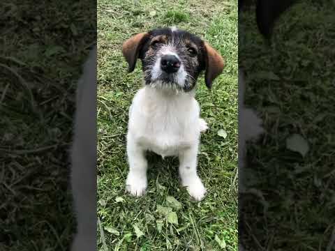 playful puppy dog 🐶🐾