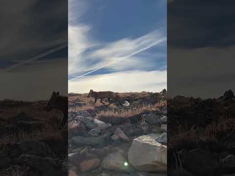 Breathtaking Red Fox Moment on the Beartooth Plateau Near Yellowstone
