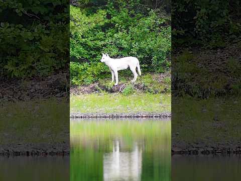 White wolf encounter during my 11-day solo canoe camping trip #wolf #camping #nature #wildlife #solo