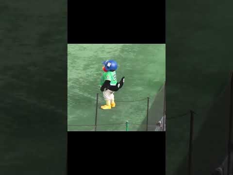 【ショート動画リミックス】待機中 つば九郎が気になるボールガール〜2024年6月22日 東京ドーム  #ボールガール