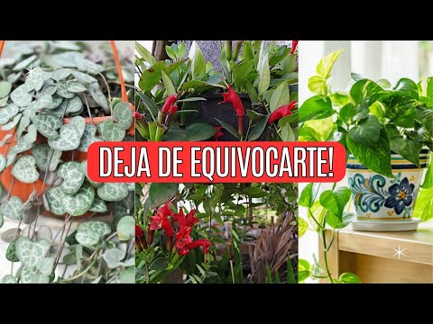 These 12 Hanging Plants Are So Easy They Look Fake