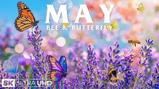 Springtime Splendor 4K | Gentle Bees & Blooming Flower Paths 🌸 A Quiet Spring Awakening