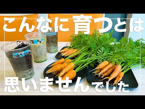 【ミニ人参の画期的な育て方】ペットボトルとプラカップでたくさんの人参を水耕栽培で育てる方法｜アイデア家庭菜園
