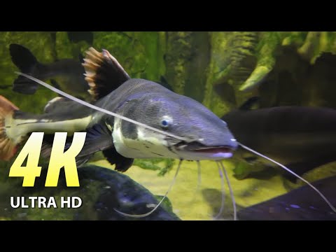 4H (ULTRA HD) AQUARIUM.  SLEEPLESS MUSIC, MEDITATION, SEA ANIMALS