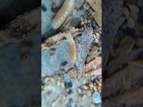 'trutus' rayap kayu sangat kecil yang merusak lemari pakaian ku 😭