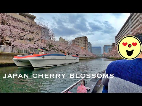 4K Japan Walk - Sumida River Cherry Blossom #sakura river