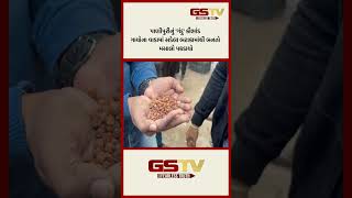 પાણીપુરીનું 'ગંદુ' કૌભાંડ ગાયોના વાડામાં સડેલા બટાકામાંથી બનતો મસાલો પકડાયો