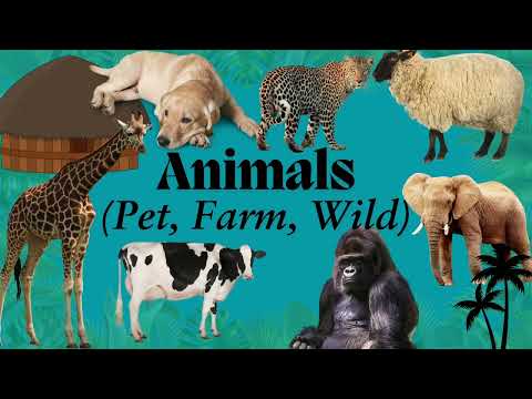 Learn About Animals | Pet, Wild & Farm Animals for Kids | Fun Educational Video for Toddlers 🐶🐘🐄